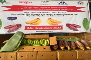 वाराणसी : यूनाइटेड अरब अमीरात निर्यात हुई केले की खेप, मिला ग्लोबल बाजार 