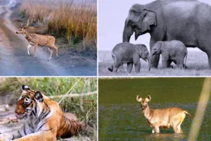 रामनगर: कार्बेट में Mobile App M-Stripes से होगी गश्त