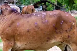 कुशीनगर: लंपी वायरस के लिए कुशीनगर जिले में बनाई गई 14 सर्विलांस टीमें