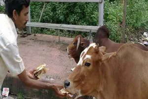 बरेली: पहली रोटी और आटे का चोकर गाय को अभियान चलाएगा नगर निगम