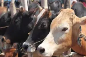 Kanpur Dehat News: अव्यवस्था से जौरवा गौशाला में एक गोवंश की मौत, हरा चारा न मिलने से हो थी बीमार