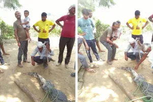 Etawah News: बाजरे के खेत में पांच फुट का मगरमच्छ मिलने से मचा हड़कंप, रेस्क्यू कर चंबल नदी में छोड़ा