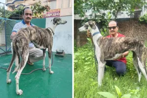 जहां से पैदा हुआ वहीं से लुप्त होने की कगार पर 'रामपुर हाउंड', पढ़िए रामपुर नवाबों के शिकारी डॉग की विशेष स्टोरी