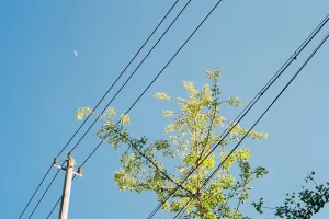 रामनगर: तारों पर झूलती टहनियां दे रहीं हादसों को आमंत्रण 