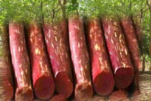 चंदन की लकड़ी की ऑनलाइन नीलामी से रिकॉर्ड कमाई, केवल एक पेड़ की बिक्री से मिले सवा करोड़ रुपये 