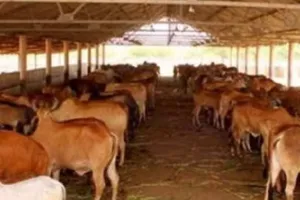 बरेली : गोशाला बनाने पर नहीं किसी का ध्यान, एसडीएम को गोकशी का डर