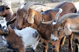 बकरी चोरी के शक में युवक को उल्टा लटकाकर पीटा, नीचे जला दी आग, और फिर...