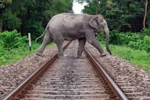 हाथियों की मौत रोकने में रेलवे के लिए मददगार साबित हुआ कृत्रिम मेधा आधारित निगरानी तंत्र