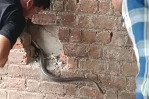 Video: आज तक नहीं देखा होगा सांप का ऐसा खतरनाक कांड, वीडियो देख थम जाएंगी सांसे 