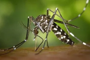 रामपुर: नहीं थम रहा डेंगू का डंक, फिर मिले 13 मरीज...पांच घरों से मिला लार्वा