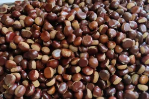 नैनीताल: क्या कहा... आपने आज तक चखा ही नहीं 'पांगर' ...ये तो बड़ा फायदेमंद है! 