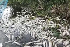 शांतिपुरी: धौराडैम में अज्ञात कारणों से मछलियां मरीं