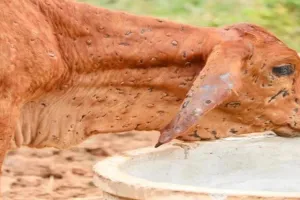 अयोध्या: टीकाकरण के दौरान दो गांवों में मिले लंपी बीमारी से ग्रसित पशु 