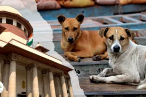 आवारा कुत्तों का कहर, किया वकील पर हमला, सुप्रीम कोर्ट चिंतित