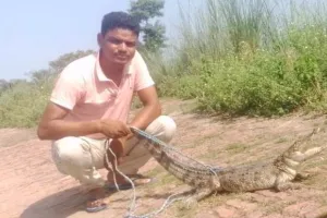 लखीमपुर-खीरी: मगरमच्छ के बच्चे और अजगर को पकड़कर नदी में छोड़ा