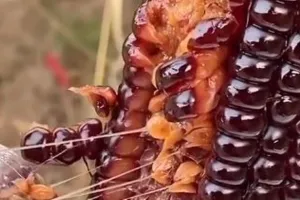 क्या आपने कभी लिया है काले भुट्टे का स्वाद? दुनिया में कई जगह होती है इनकी खेती