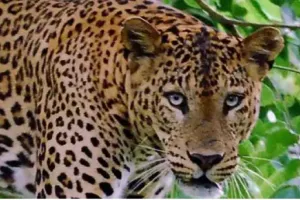 हल्द्वानी: वन टीम ट्रैंकुलाइज करने पहुंची, गुलदार वायर तोड़कर भाग गया