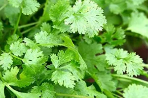 मामूली नहीं ये हरी पत्तियां, 6 बीमारियों को रखती हैं दूर...स्वस्थ्य रहने के लिए आज ही करें इस्तेमाल