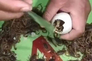 VIRAL VIDEO: अंडा फोड़ते ही उसमें से निकला बिच्छुओं का झुंड, वीडियो देखकर यूजर्स की अटकी सांसें 