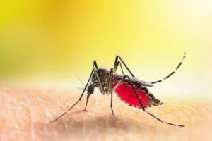 मुरादाबाद : बीजना गांव के 150 ग्रामीण डेंगू की चपेट में, निजी अस्पताल में चल रहा उपचार