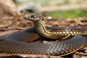 बरेली: सांप के काटने के बाद ओझा के पास पहुंचे परिजन, कराई झाड़ फूंक...शख्स की मौत