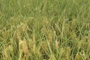 बरेली: बारिश से दूर हुई सूखे की आशंका, धान, गन्ना समेत कई फसलों को पहुंचा फायदा