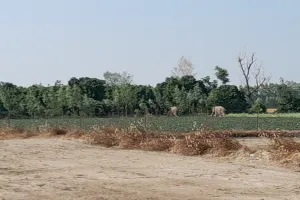 कालाढूंगी: चकलुवा में हाथियों ने दिनदहाड़े रौंदी गन्ने की फसल 