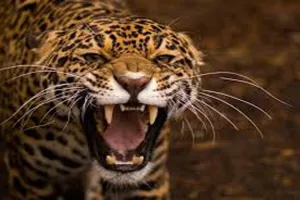 बहराइच : खेत गए किशोर को तेंदुए ने बनाया निवाला, पकड़ने की हो रही कवायद 