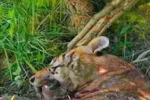 बहराइच : कतर्नियाघाट में इलाज के दौरान घायल बाघ की मौत - Video