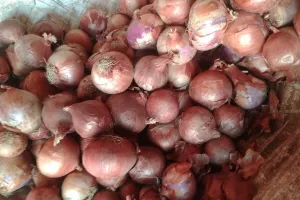 बरेली: अब प्याज के सिर महंगाई का ताज, लोगों ने कम किया खाना