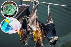 देहरादून: निपाह को लेकर राज्य में अलर्ट, मरीज मिलने पर किया जाएगा क्वारंटीन 