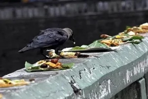 कौवे के बिना अधूरा होता है श्राद्ध, इन्हें खाना खिलाने के पीछे है ये कहानी