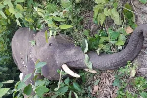 बिजनौर: रेलवे ट्रैक पार कर रहा हाथी अचानक ट्रेन से टकराया, मौत...विद्युत पोल क्षतिग्रस्त