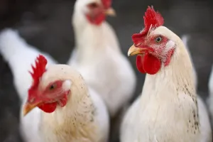 कंबोडिया में Bird flu से दो लोगों की मौत, स्वास्थ्य मंत्रालय ने दी जानकारी 