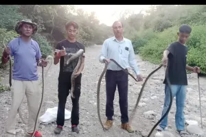 रामनगर: आबादी से पकड़े 44 जहरीले सांप,  जंगल‌‌ में किए आजाद