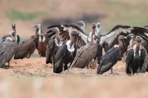 रामनगर: तराई पश्चिमी एवं रामनगर वन प्रभाग में कल से होगी गिद्धों की गणना