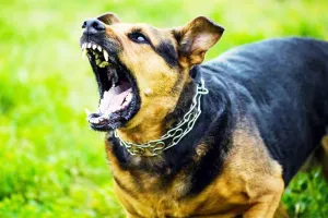 लखनऊ: इंदिरा नगर के सेक्टर-19 में कुत्तों के आतंक से लोग परेशान, डॉक्टर समेत अब तक कइयों को काटा