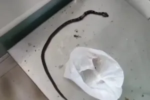 सांप को लेकर पहुंचा अस्पताल...टेबल पर रखकर बोला- इसने काट लिया, इलाज कर दो