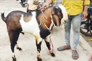 प्रयागराज: अतीक के खंडहर हो चुके मकान के बगल बंधे तीन बकरों को कार में भरकर उठा ले गये चोर