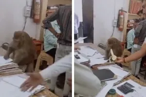 VIDEO: अचानक कार्यालय पहुंचा बंदर… अधिकारी बनकर फाइलों के पलटने लगा पन्ने, वीडियो देखकर यूजर्स की छूट गई हंसी