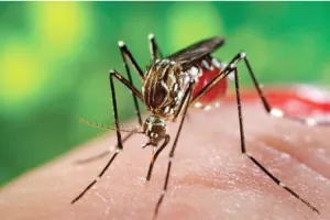 हरदोई: डेंगू के डंक से कांप रहा शहर, स्वास्थ्य महकमे के दावे हुए फुस्स, हर घर में निकल रहे 2 से 3 मरीज