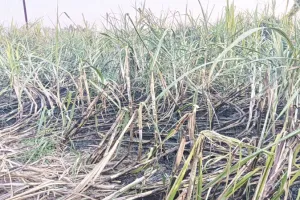 बहराइच: हाईटेंशन लाइन टूटकर खेत में गिरी, 15 बीघा गन्ने की फसल जलकर हुई राख