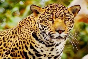 सफारी में रेस्क्यू कर लाए गए मादा तेंदुआ की मौत, 15 दिन की आयु में मई में बिजनौर से लाया गया था इटावा