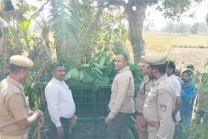 बहराइच: 24 घंटे बीतने के बाद भी पिंजड़े में कैद नहीं हो पाया तेंदुआ, डीएफओ निरंतर रख रहे निगरानी