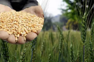 रुद्रपुर: राज्य के किसानों के लिए गेहूं के बीजों की दर 4260 रुपये प्रति क्विंटल निर्धारित