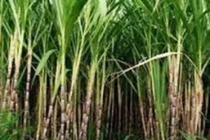 रुद्रपुर: यूएसनगर-नैनीताल में गन्ने का रकबा हुआ कम, प्रति हेक्टेयर गन्ने का उत्पादन बढ़ा