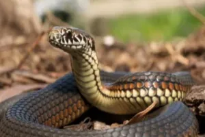 संभल: सर्पदंश से महिला समेत दो लोगों की मौत, एक गंभीर