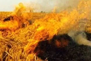 पीलीभीत: निगरानी के सख्त इंतजाम फिर भी 36 जगह जली पराली..जानिए क्या हुई कार्रवाई?