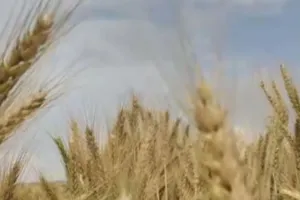 सरकार ने की गेहूं का एमएसपी 150 रुपये बढ़ाकर 2,275 रुपये प्रति क्विंटल करने की घोषणा 