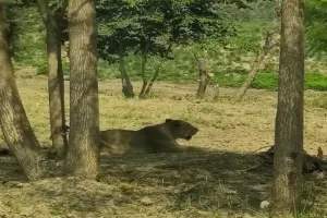 इटावा सफारी में शेरनी जेनिफर की मौत, कई दिनों से थी बीमार  